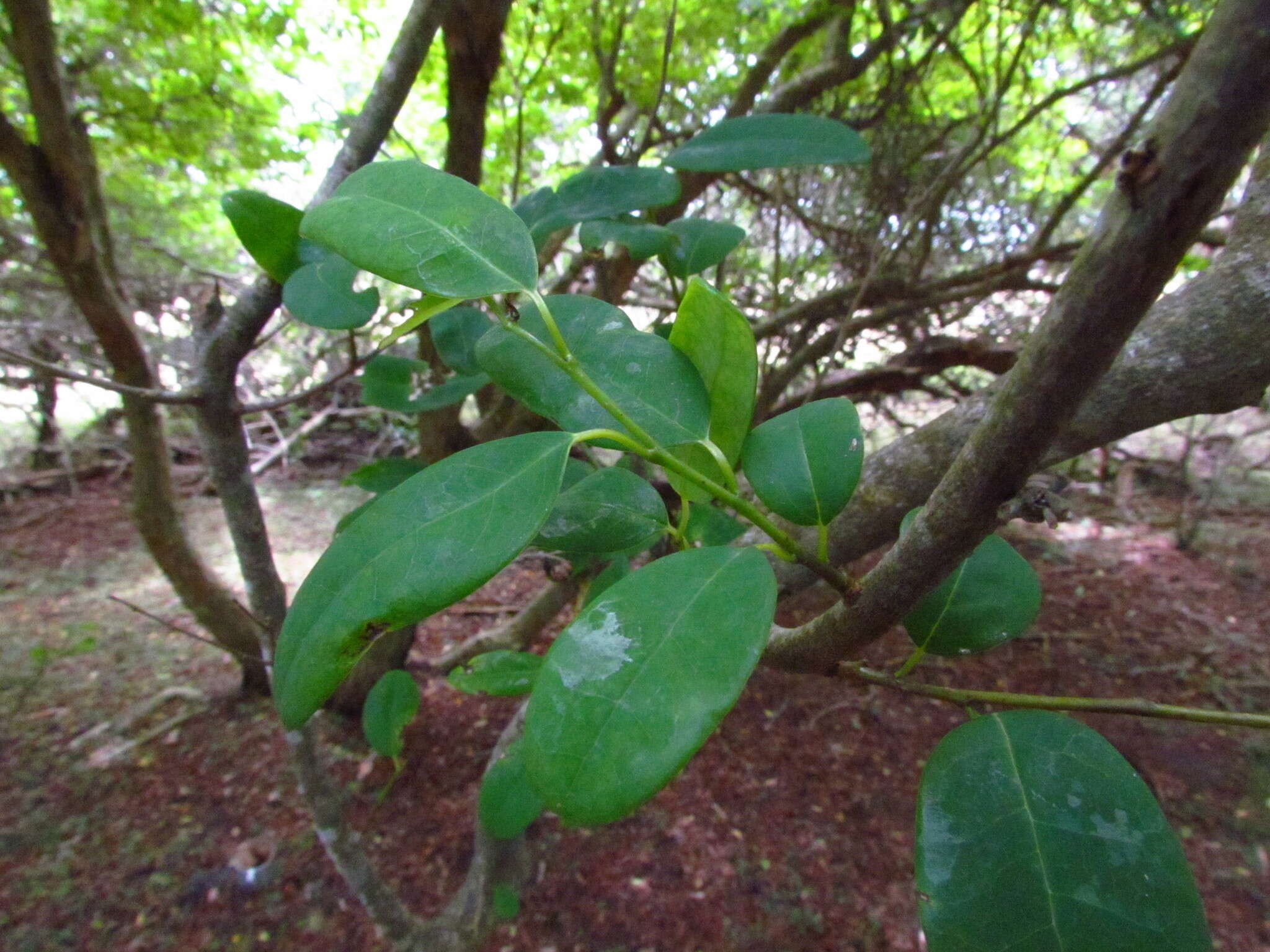 Image of Annona maritima (Záchia) H. Rainer