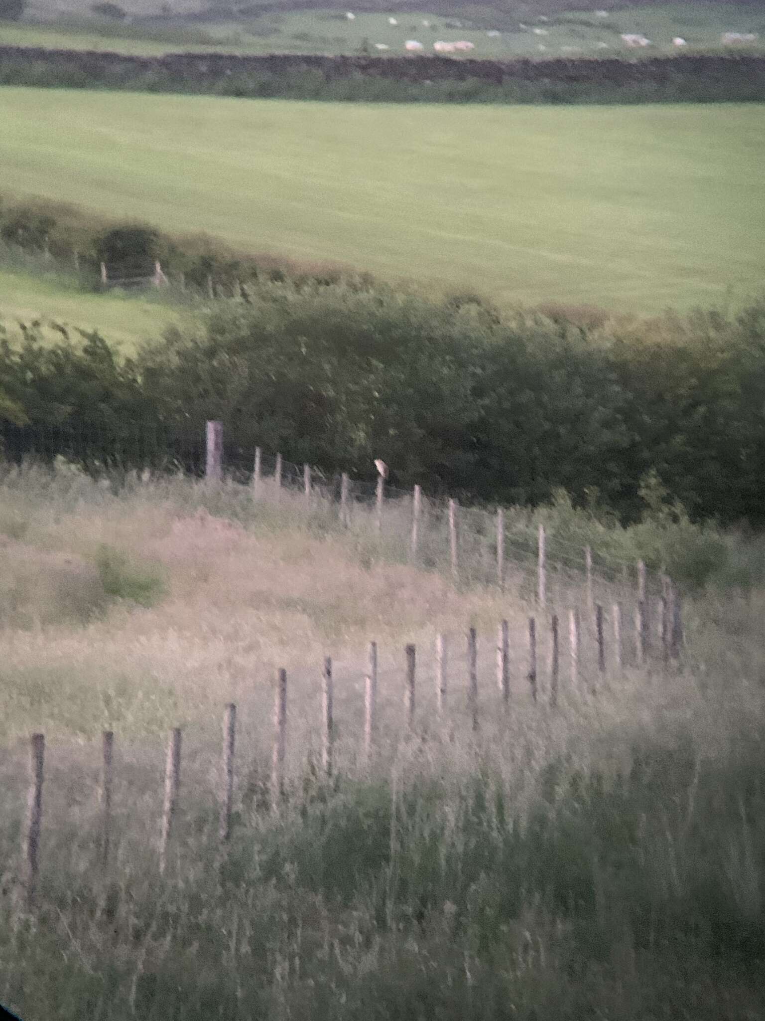 Image of Common Barn Owl