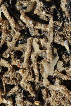 Image of sandmason worm or sand mason worm