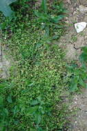 Image of common chickweed