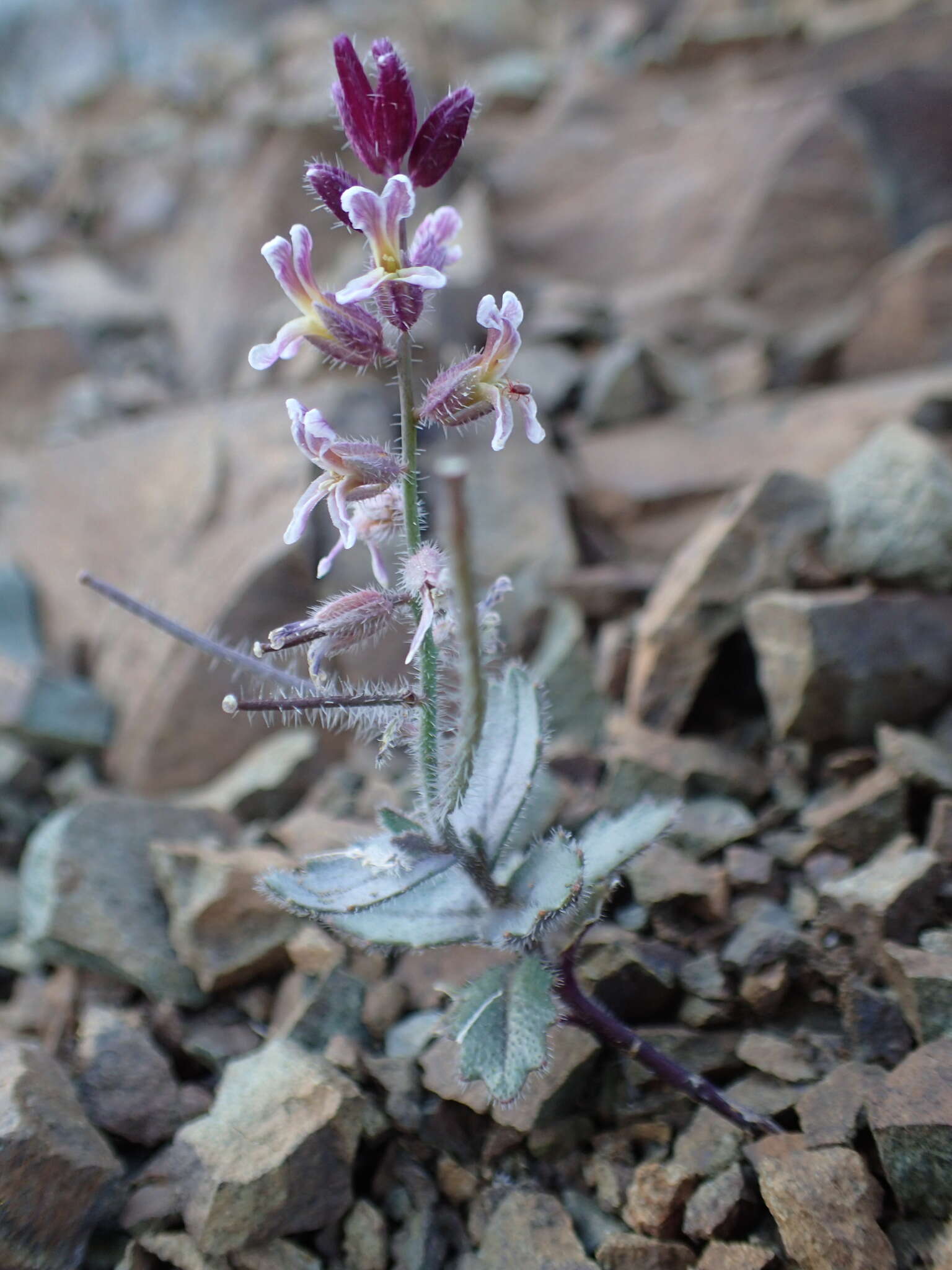 Image of Mt. Diablo jewelflower