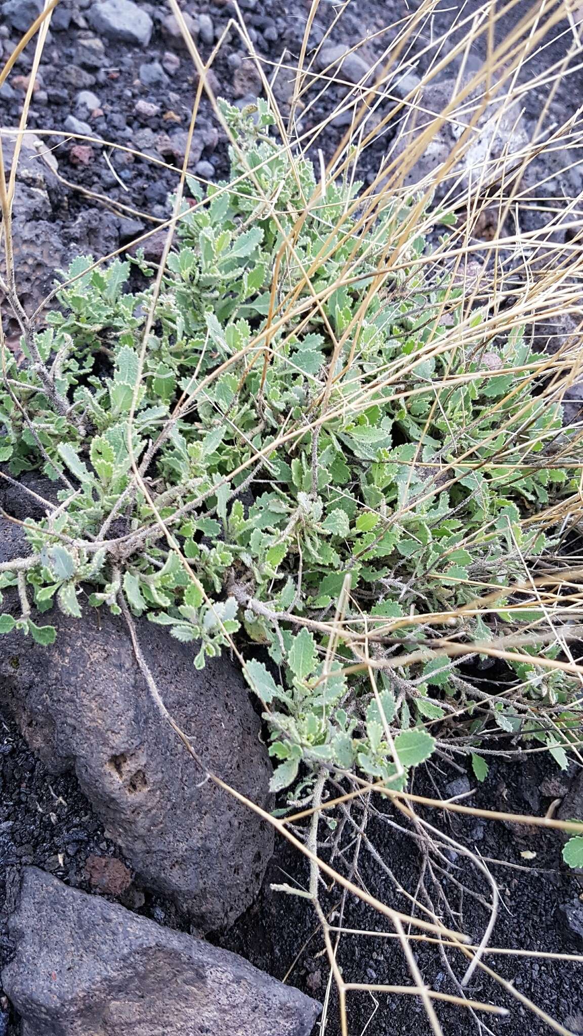 Image of Diplotaxis harra subsp. hirta (A. Chev.) Sobrino Vesperinas