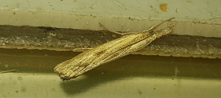 Image of Barred Grass-veneer