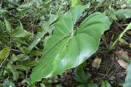 Image of Philodendron pterotum K. Koch & Augustin