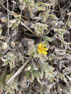 Image of sessileflower false goldenaster