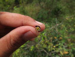 Image of Ceropegia candelabrum subsp. candelabrum