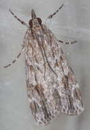 Image of Scoparia favilliferella Walker 1866