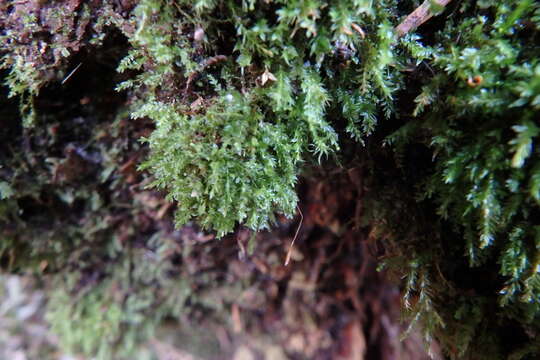 Image of tetraphis moss