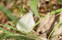 Image of Wood White