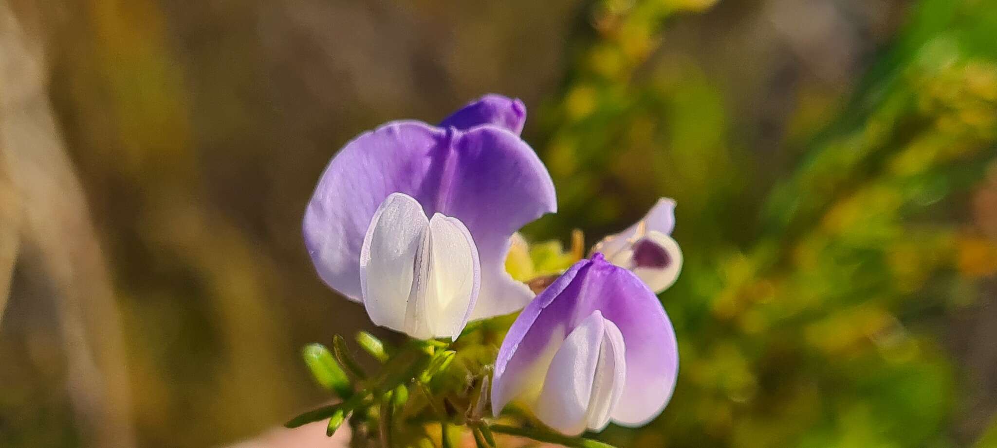 Psoralea ivumba的圖片