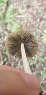 Coprinellus arenicola Wartchow & A. R. Gomes 2014的圖片