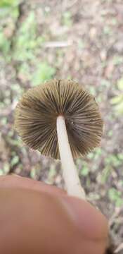 Coprinellus arenicola Wartchow & A. R. Gomes 2014的圖片