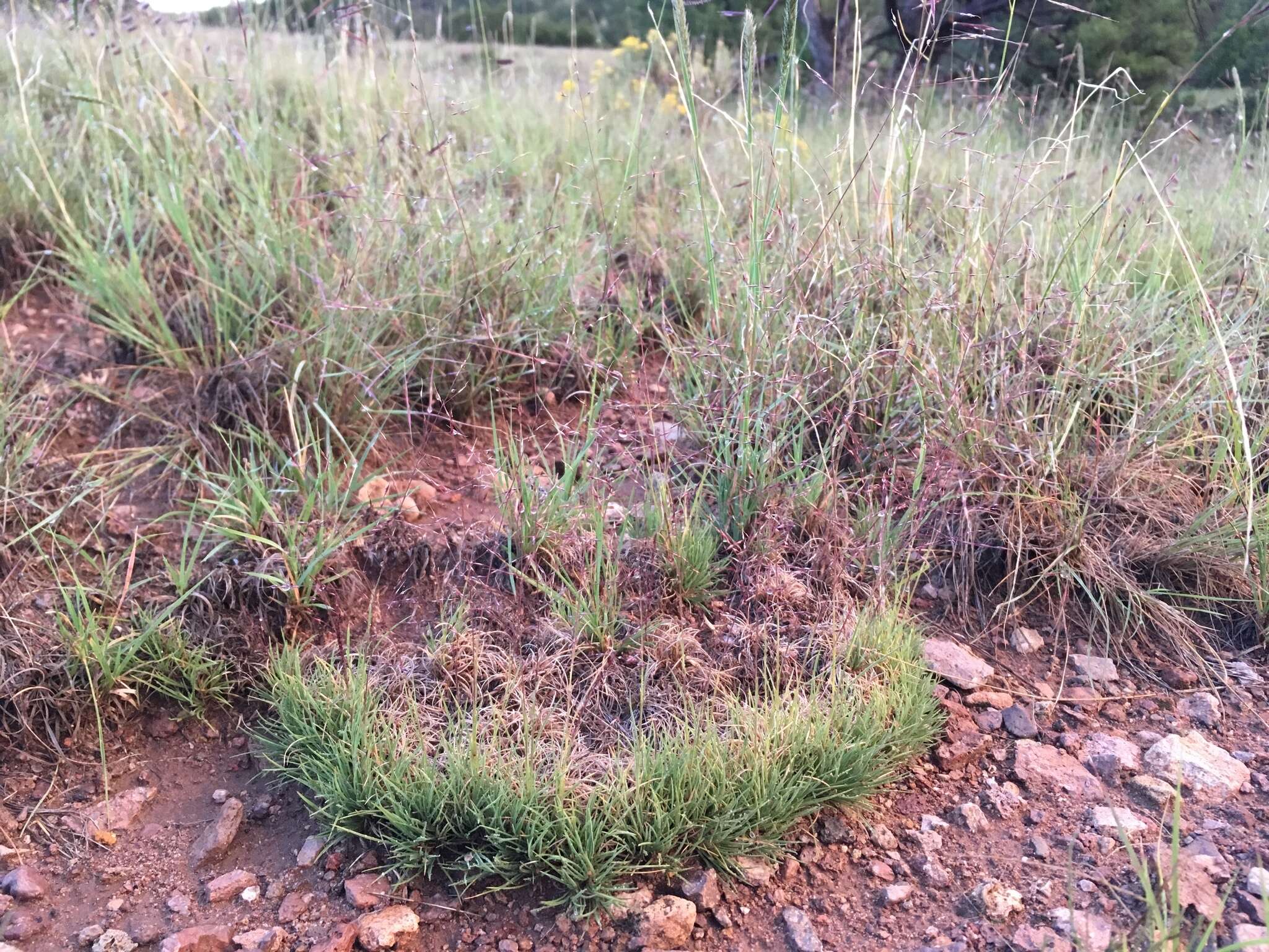 Image of ring muhly