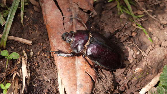 Слика од Sphaenognathus prionoides Buquet 1838