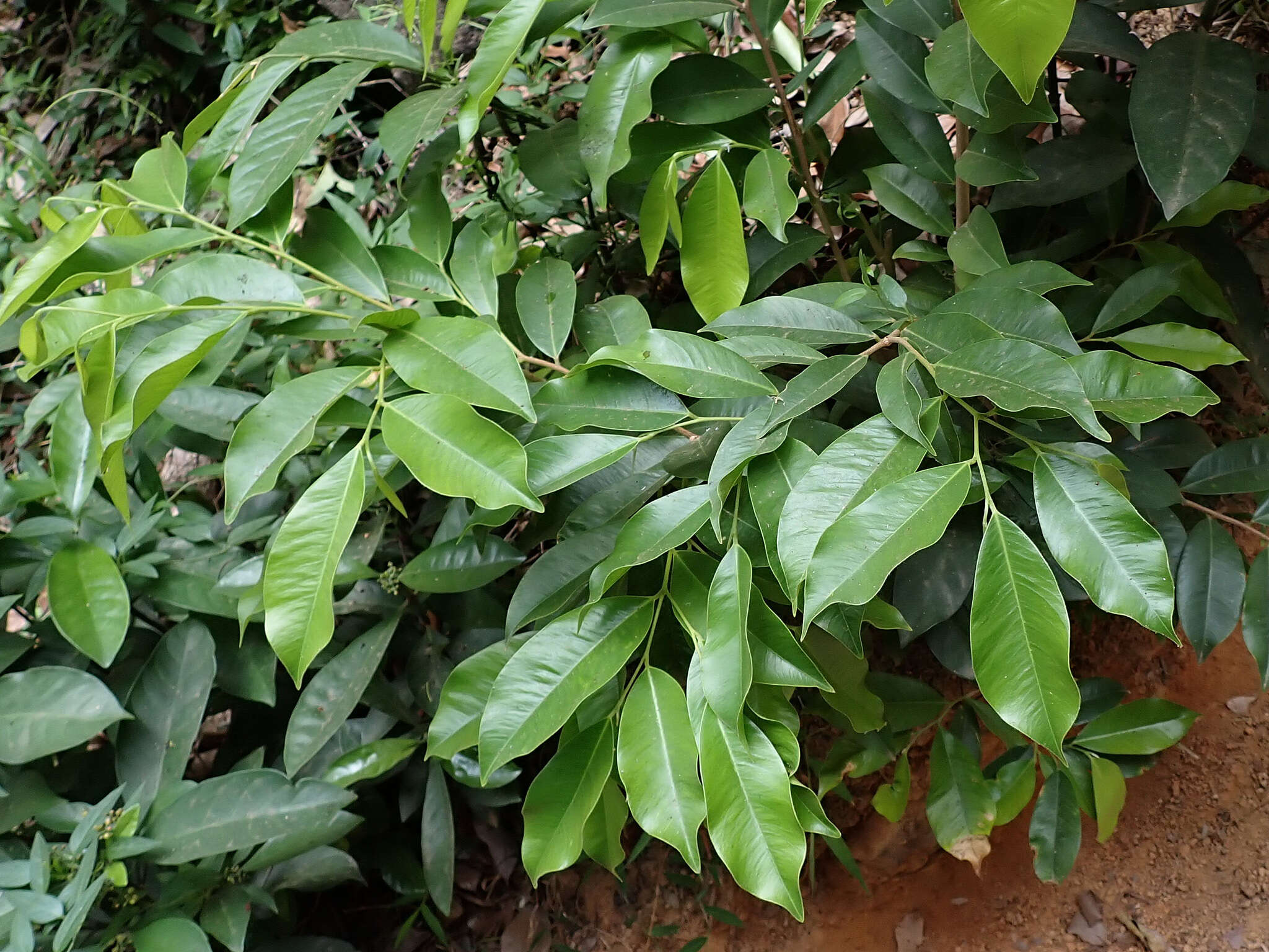 Image of Incense tree