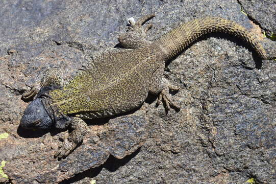 Image of Phymaturus extrilidus Lobo, Espinoza, Sanabria & Quiroga 2012