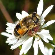 Image of Syrphid fly