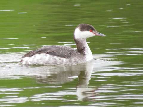 Image of horned grebe (cornutus)