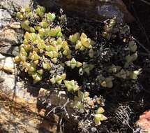 صورة Oscularia caulescens (Mill.) Schwant.