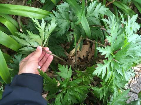 Image of Madiera cranesbill