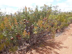 Image of Banksia laevigata subsp. laevigata