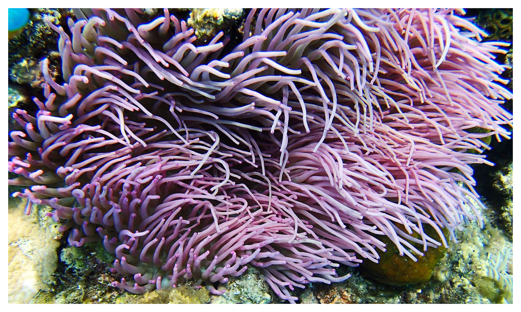 Image of Sebae Anemone