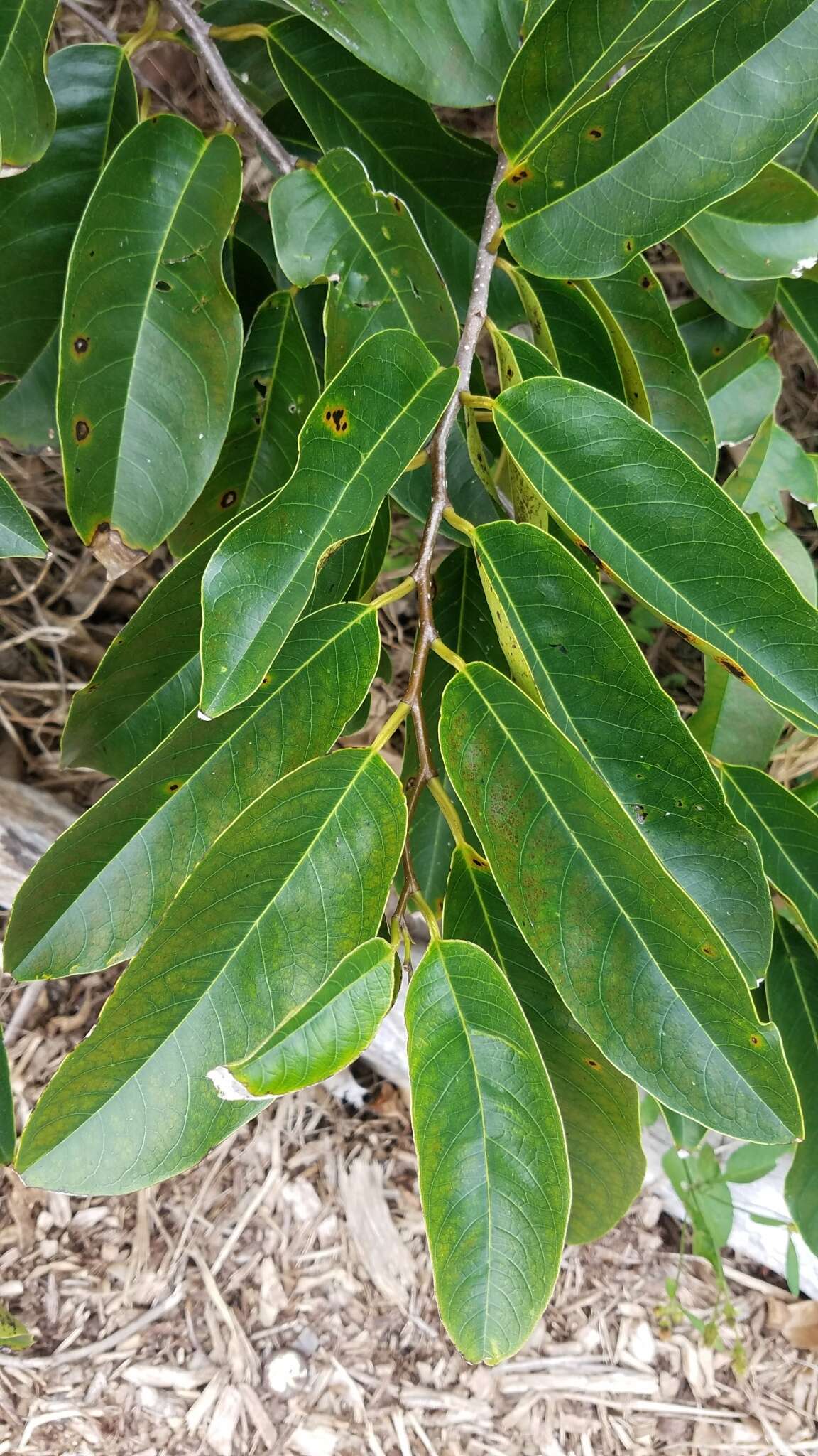 Слика од Annona glabra L.