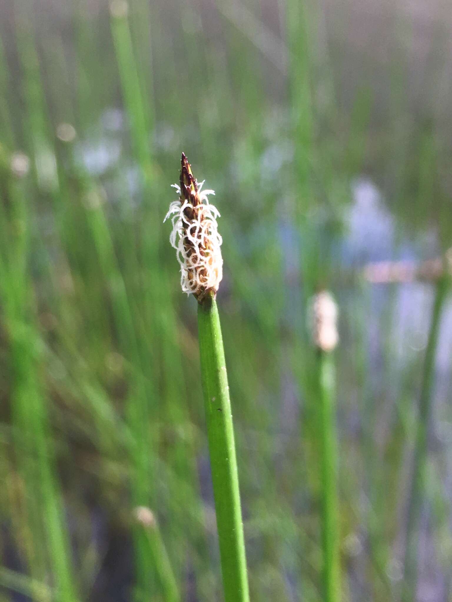 Image of soft-stem spikerush