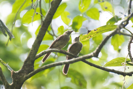 Iole viridescens cinnamomeoventris Baker & Ecs 1917的圖片