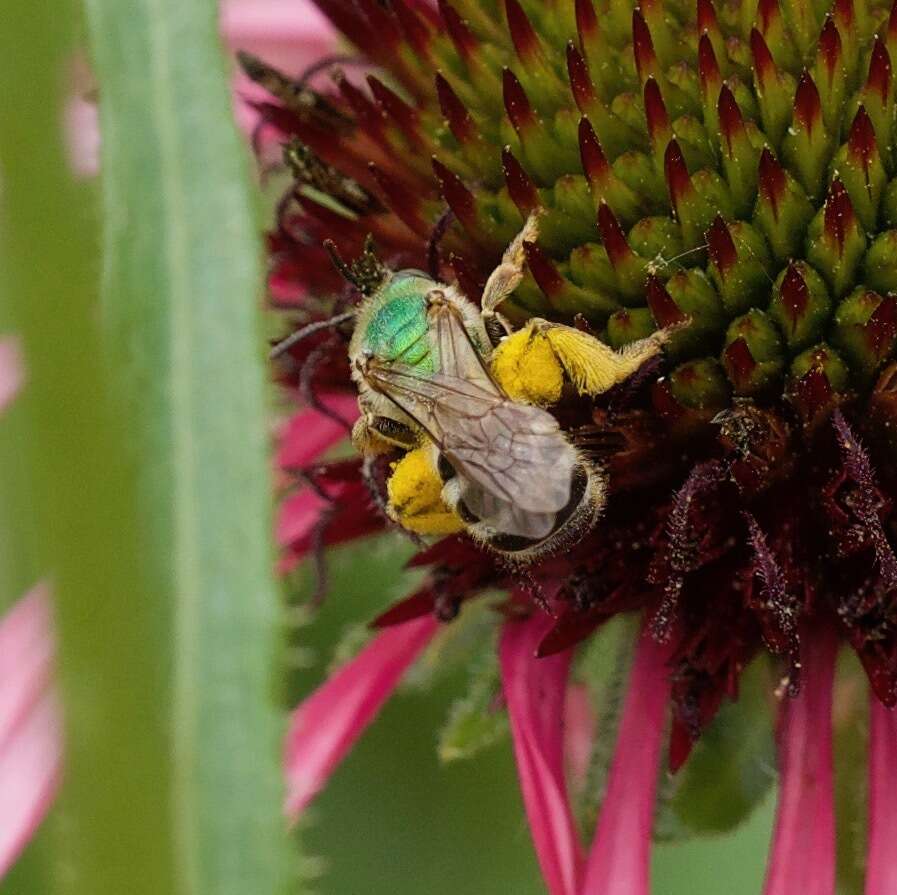 Image of Bicolored Agapostemon