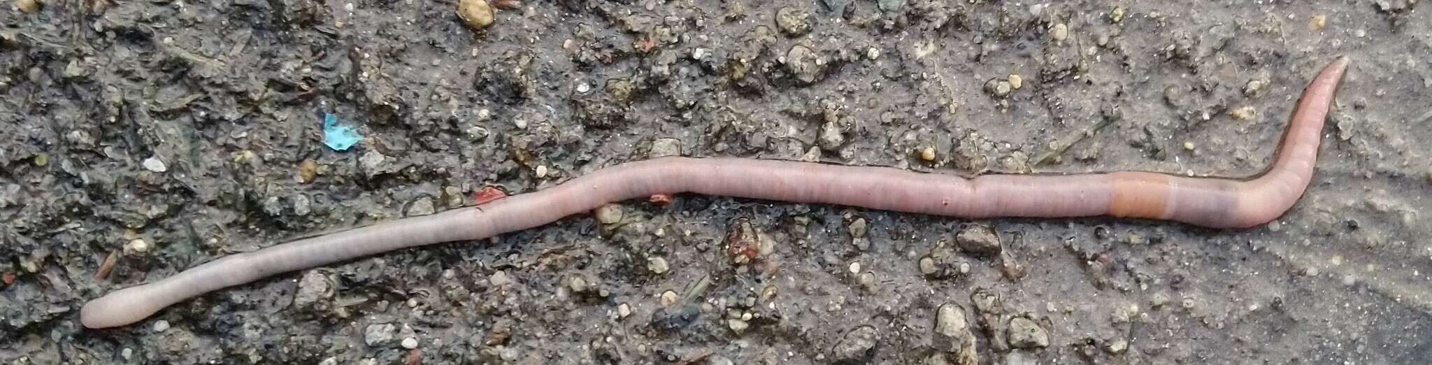 Image of Pasture Worm