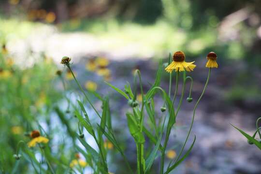 Image of Helenium amphibolum