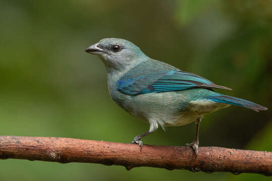 Image of Azure-shouldered Tanager