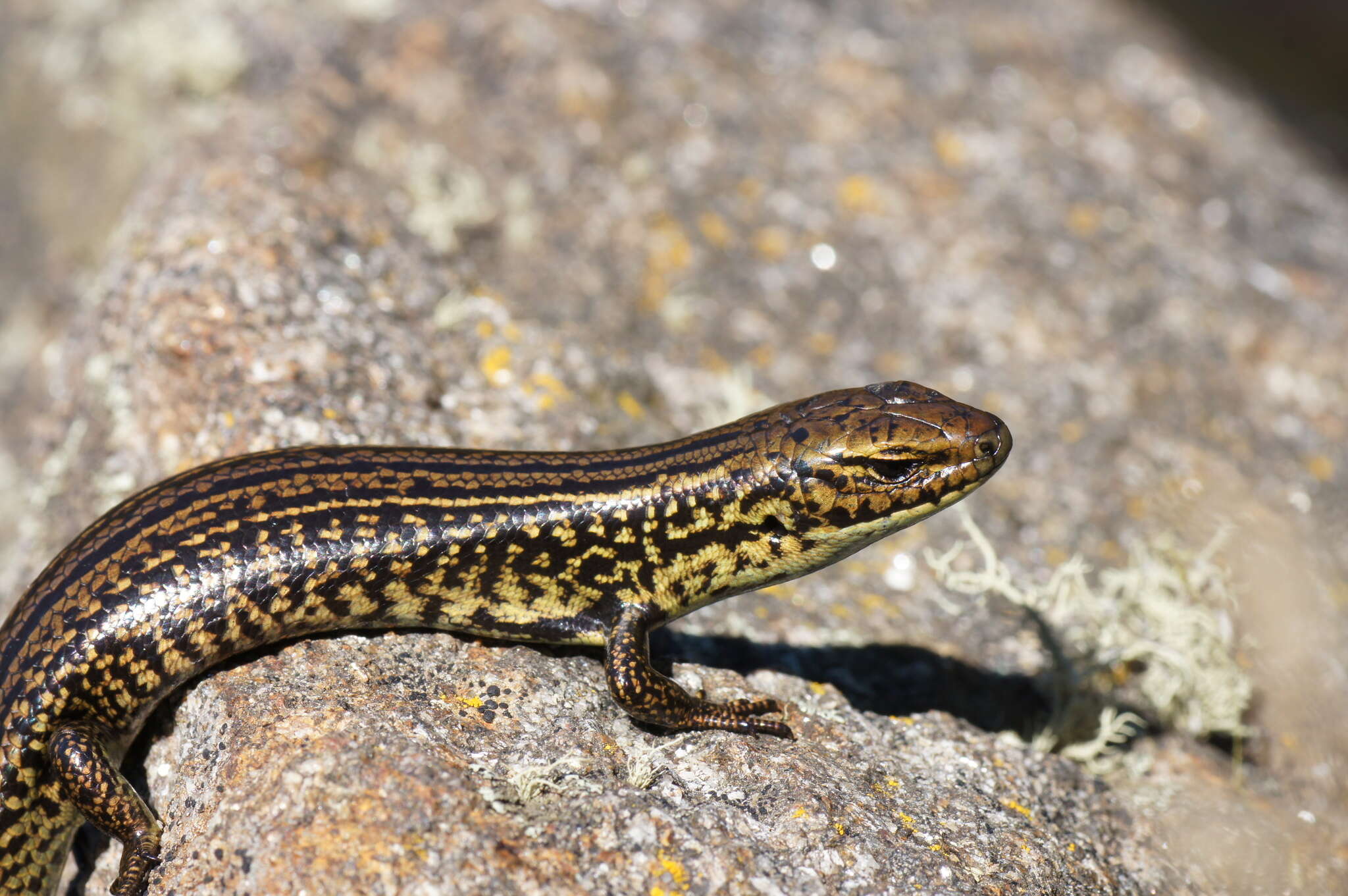 Image of Alpine Meadow-skink