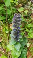 Image of Pyramidal Bugle