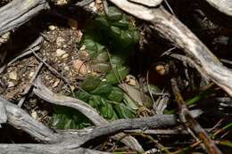 Haworthia transiens (Poelln.) M. Hayashi resmi