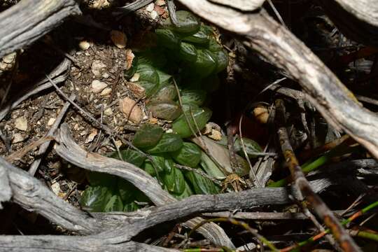 Image of Haworthia transiens (Poelln.) M. Hayashi