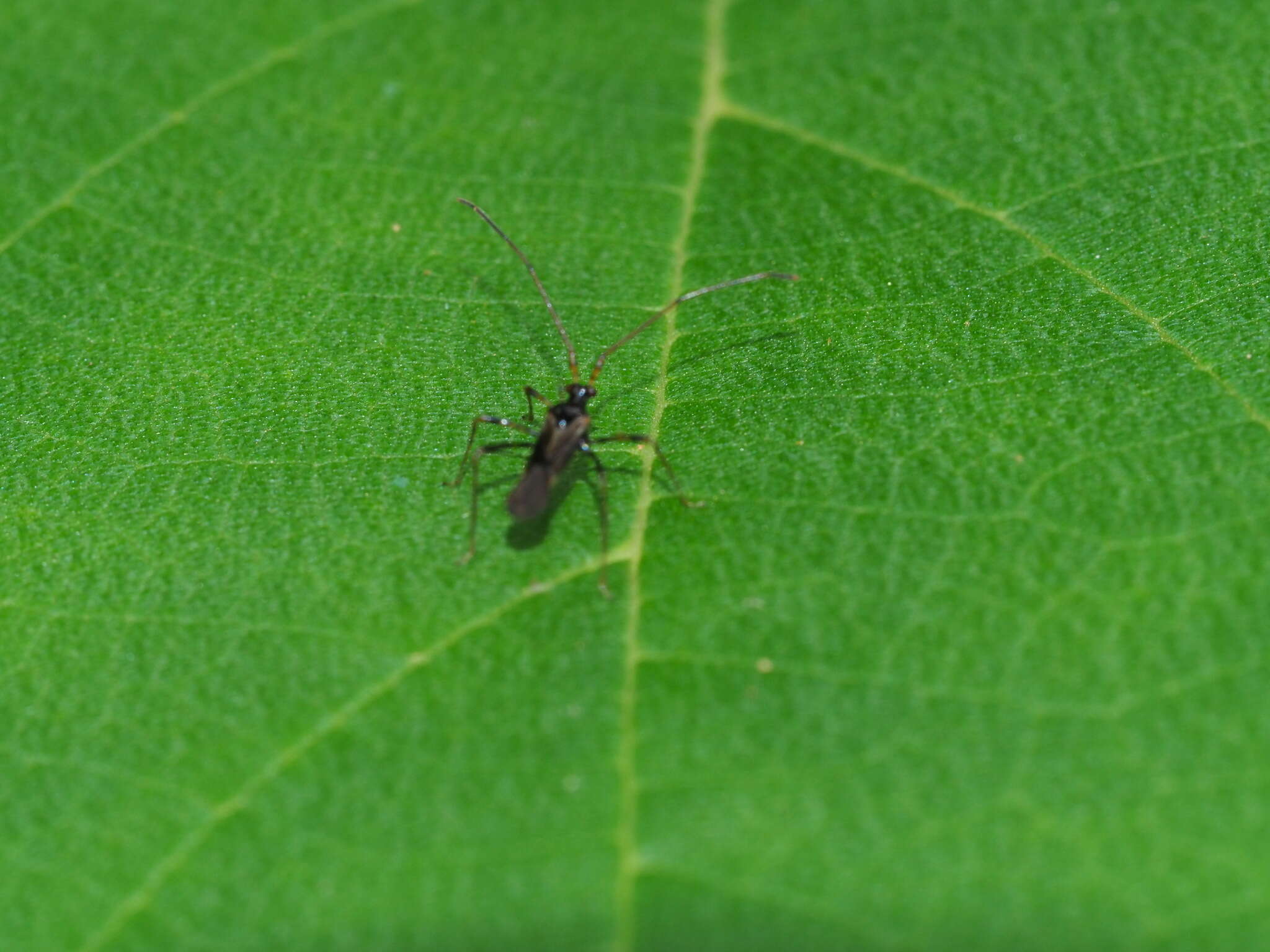 Слика од Helopeltis cinchonae Mann 1907