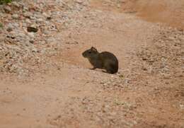 Image of Yellow-toothed cavy