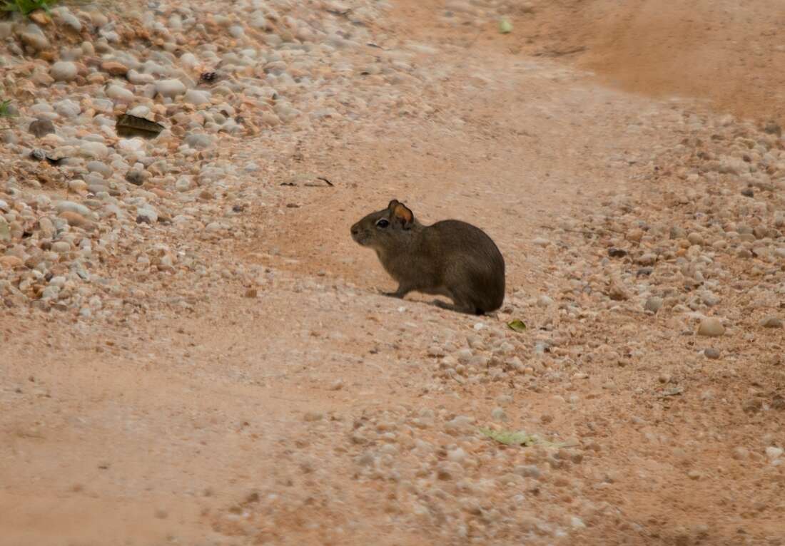 Image of Yellow-toothed cavy