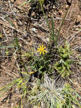 Image of western ragwort