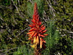 Image of Aloe microstigma subsp. microstigma