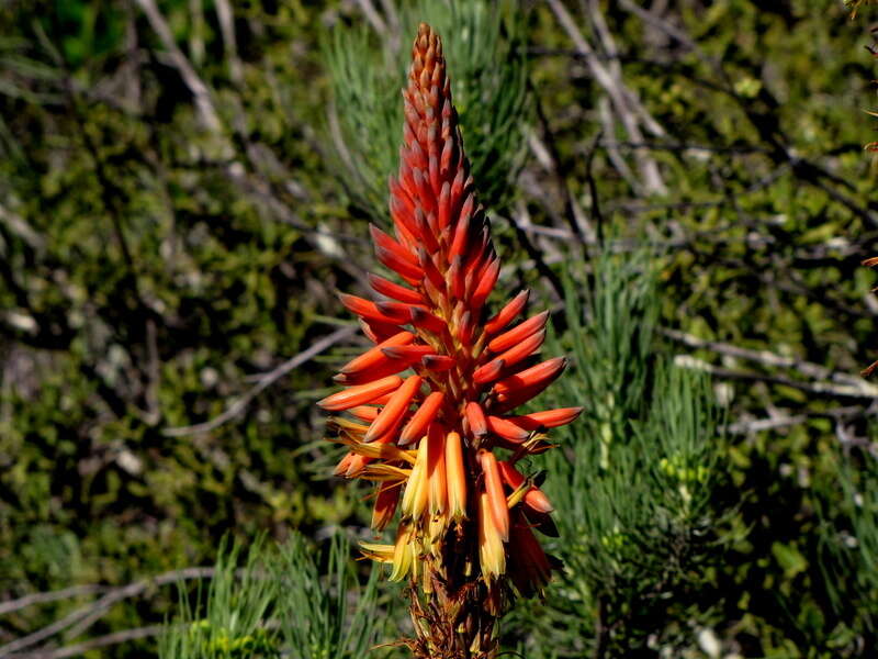 Image of Aloe microstigma subsp. microstigma