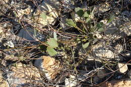 Image of Centella difformis (Eckl. & Zeyh.) Adamson