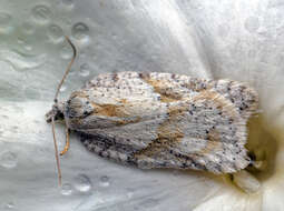 Image of Black-headed Birch Leafroller