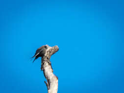 Image of Dusky Woodswallow