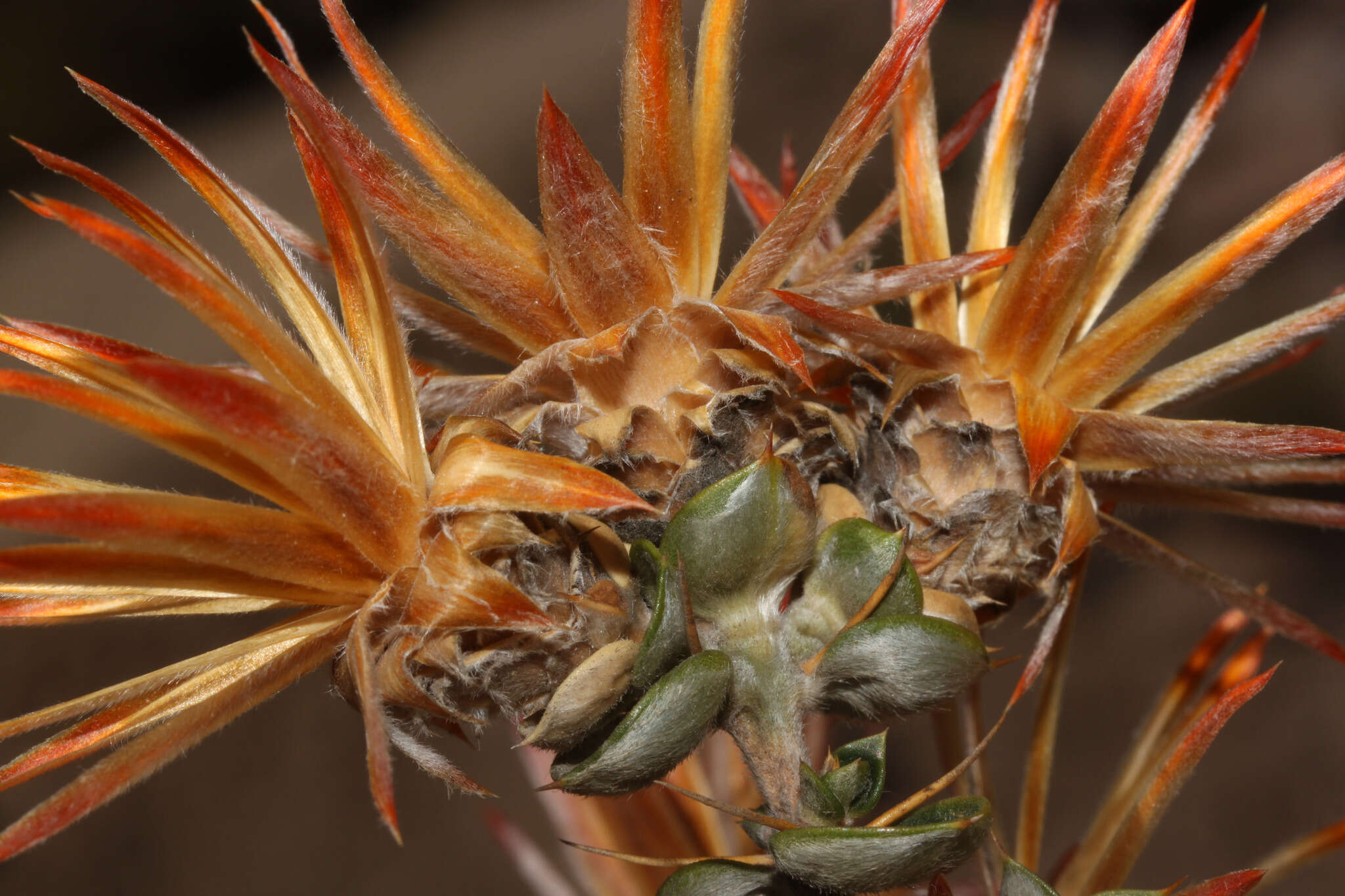 Image of Chuquiraga spinosa D. Don