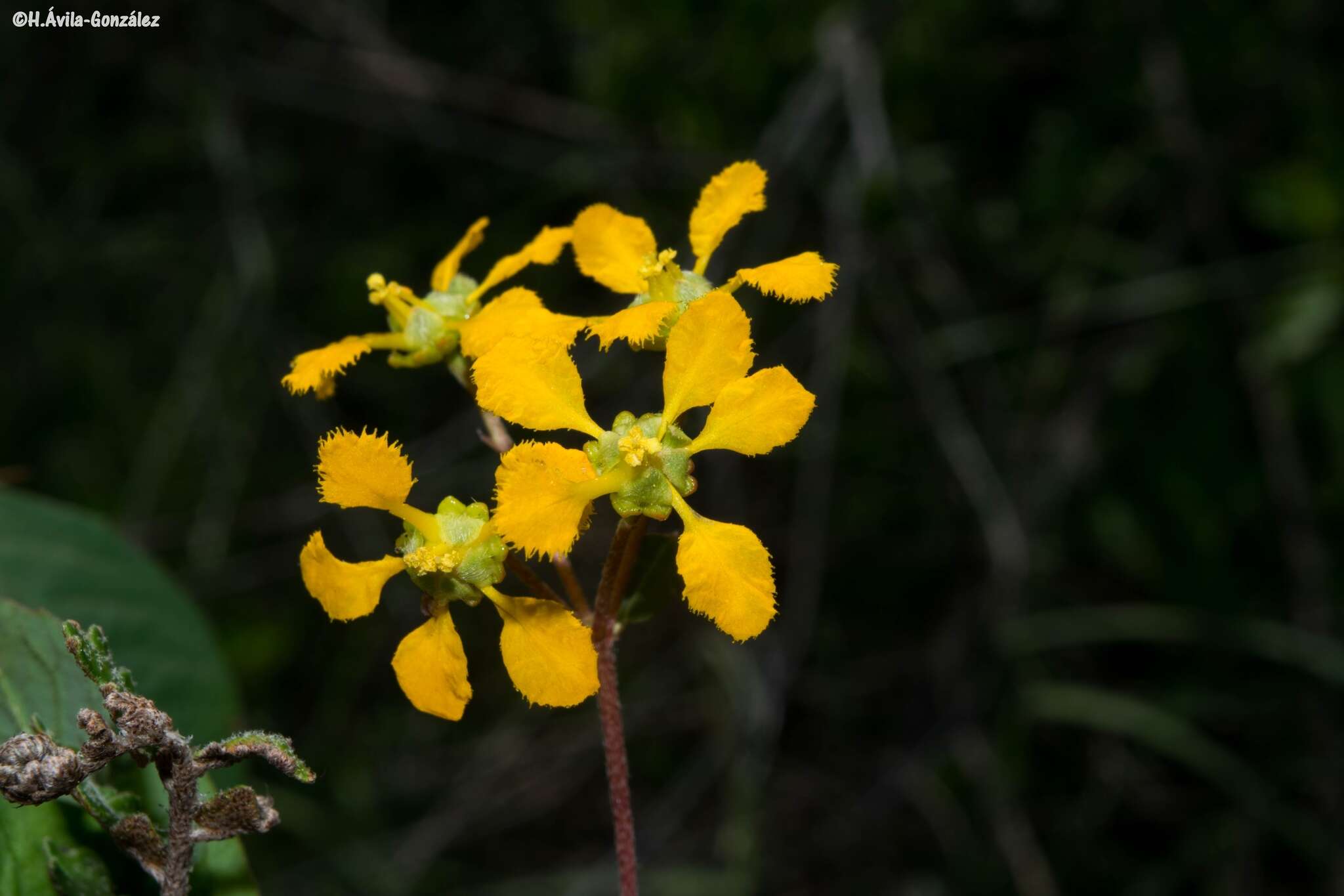 صورة Gaudichaudia hirtella (Rich.) S. L. Jessup