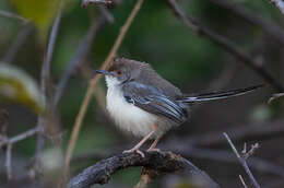 Plancia ëd Prinia rufifrons Rüppell 1840