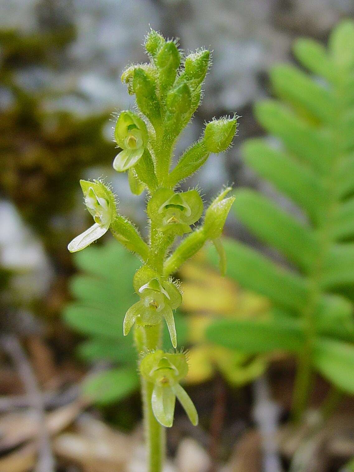 Image of Ponthieva schaffneri (Rchb. fil.) E. W. Greenw.